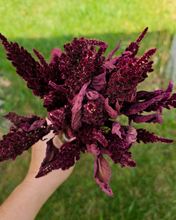 Load image into Gallery viewer, Dried Red Spike Amaranth - Farm Grown Dried Flowers
