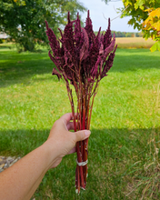 Load image into Gallery viewer, Dried Red Spike Amaranth - Farm Grown Dried Flowers
