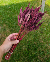 Load image into Gallery viewer, Dried Red Spike Amaranth - Farm Grown Dried Flowers
