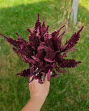 Load image into Gallery viewer, Dried Red Spike Amaranth - Farm Grown Dried Flowers
