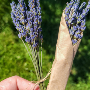 Small lavender bundle 