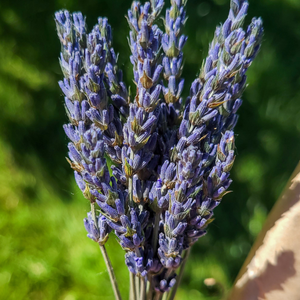 Dried organic lavender stems 