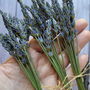 Dried lavender stems