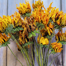Load image into Gallery viewer, Dried Rudbeckia Flowers on Stems - Black Eyed Susan
