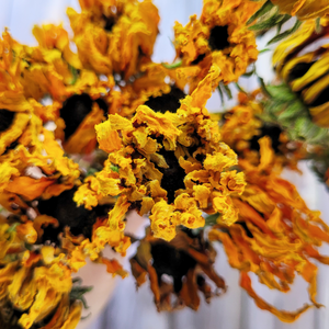 Dried Rudbeckia Flowers on Stems - Black Eyed Susan