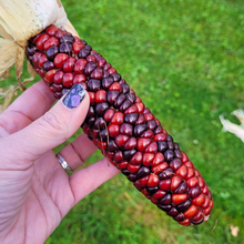Load image into Gallery viewer, Ear of Indian corn
