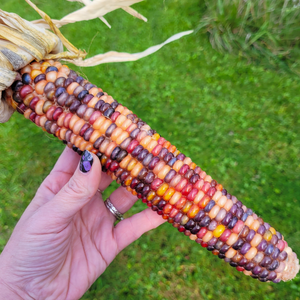 Ornamental fall corn