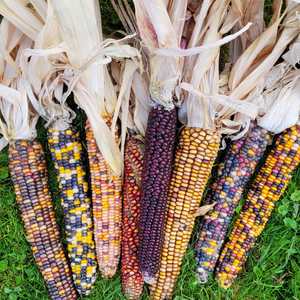 Indian corn for Thanksgiving decor
