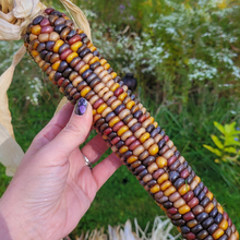 Load image into Gallery viewer, Fall decorative corn
