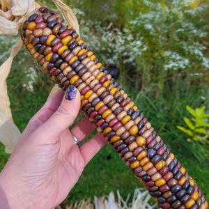 Fall decorative corn