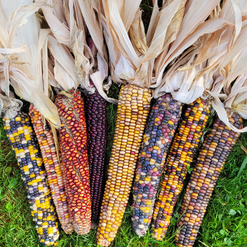 Indian corn for fall decor