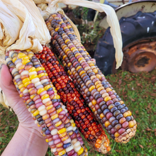 Load image into Gallery viewer, Decorative corn for fall decor

