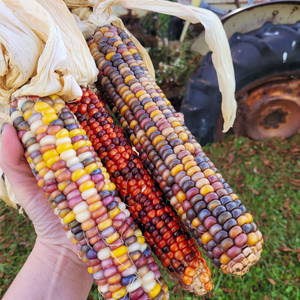 Decorative corn for fall decor
